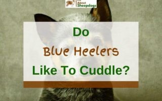 Do Blue Heelers (Australian Cattle Dogs) Like To Cuddle?