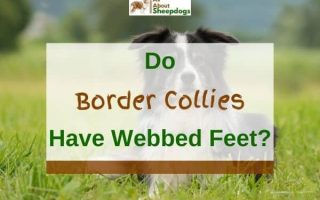 Do Border Collies Have Webbed Feet? (Solved!)