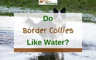 Do Border Collies Like Water And Can They Swim? (Solved!)