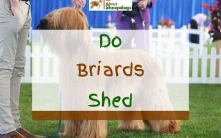 Do Briards Shed? (Answered!)