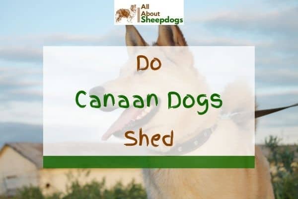 canaan dogshedding level do canaan dogs shed a lot