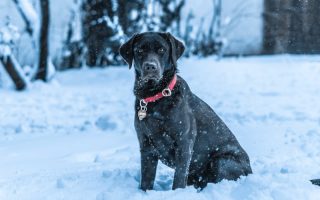 A Quick Guide to Labrador Training School