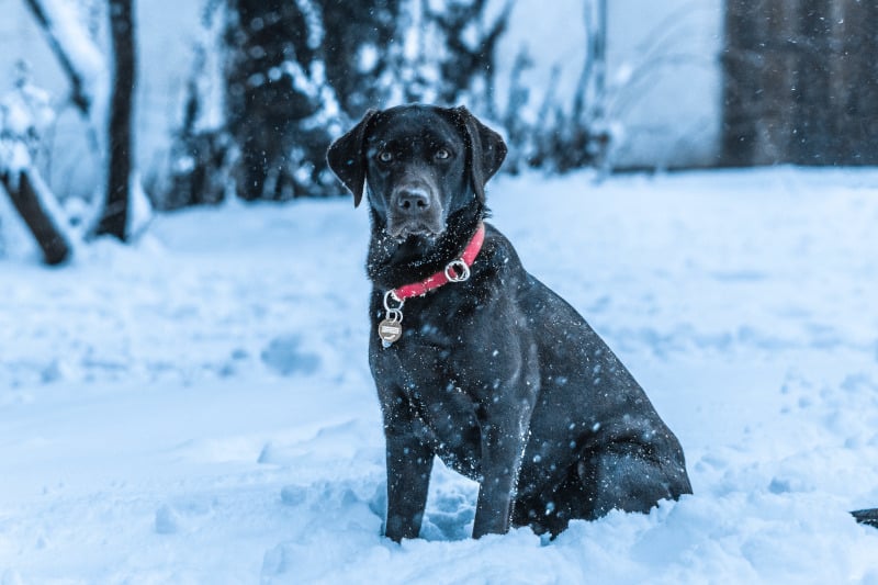 Labrador in the snow outside