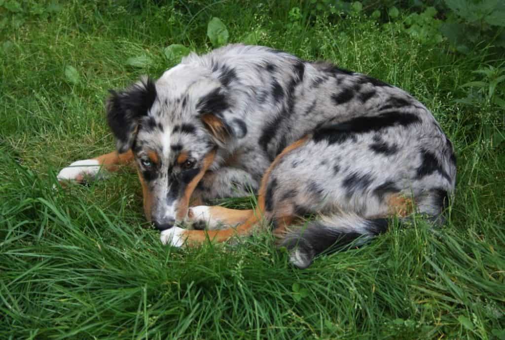 are australian shepherds good with chickens