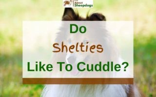 Do Shelties Like to Cuddle? (Solved!)