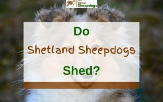 Do Shetland Sheepdogs Shed? (Solved!)