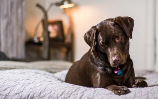 How to Make Your Dog Comfortable Staying Alone at Home