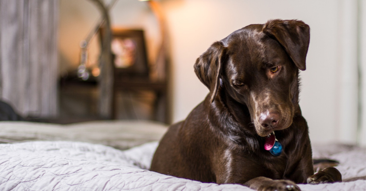 How to Make Your Dog Comfortable Staying Alone at Home Lovelabworld