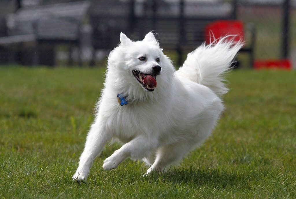 American Eskimo Spitz running on the field