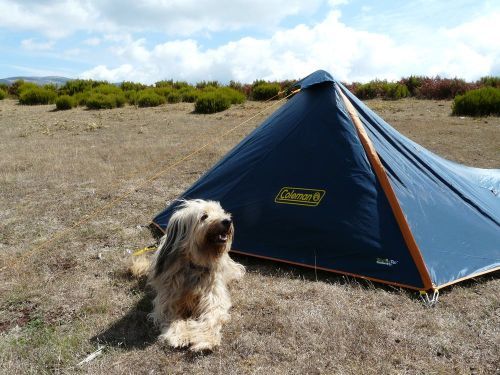 Dog laying in front of camping tent