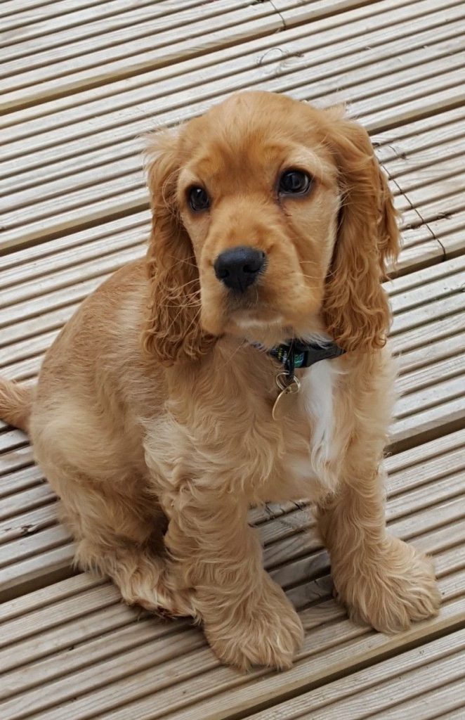 Golden Cute Cocker Spaniel Puppy