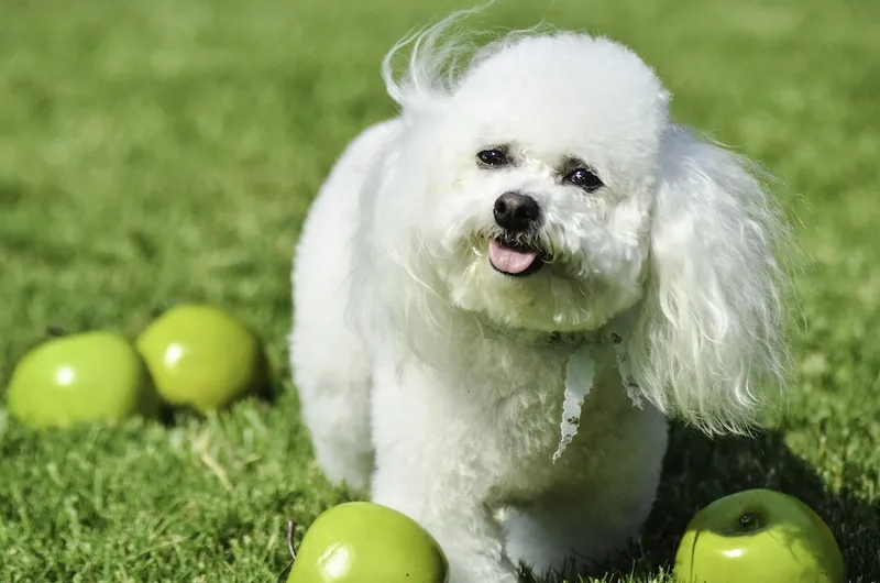 White Bichon Frise Dog on the Field