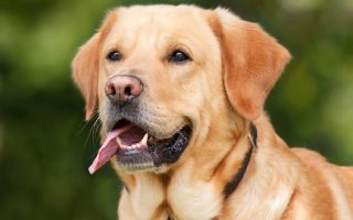 What is Dudley Labrador – Interesting Characteristics Of Them