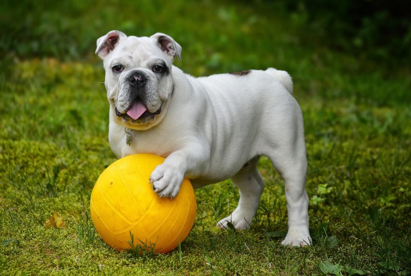 English Bulldog