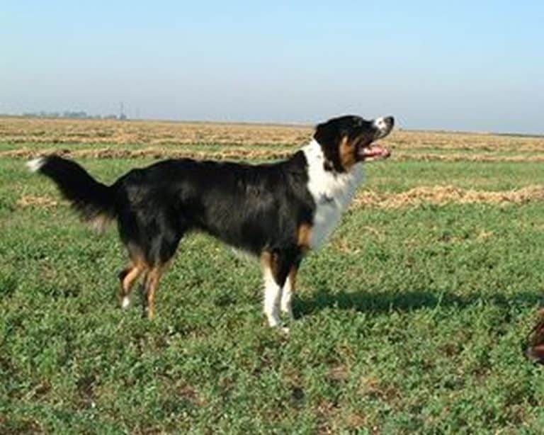 Border Collie vs English Shepherd What's The Difference? Puplore