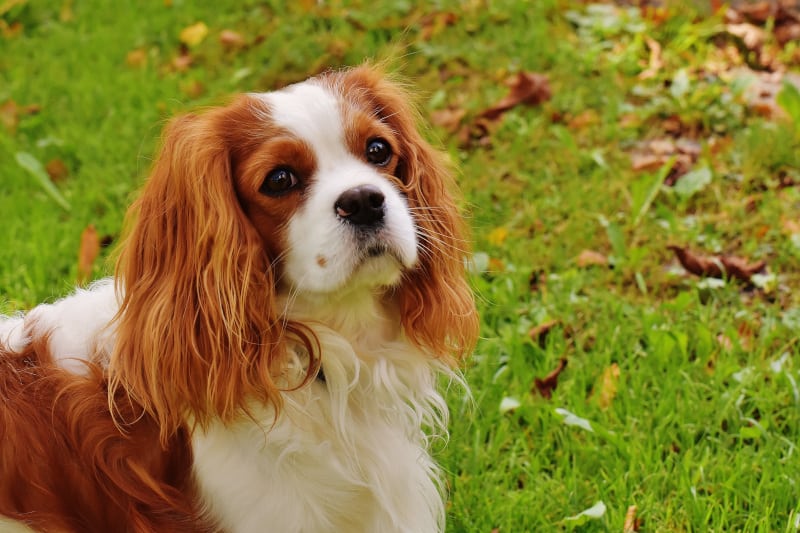 English Toy Spaniel