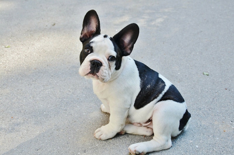 French Bulldog