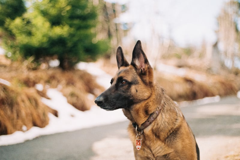 Strongest medium-sized dog breed the German Shepherd