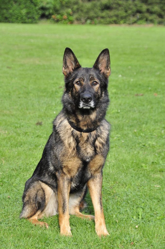 German Shepherd Herding Group