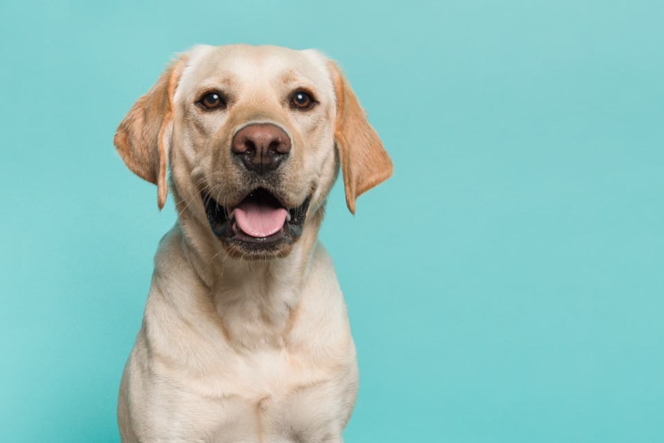 Is a Labrador Right for Me? 3 Questions to Ask Before Getting a Lab
