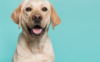 Is a Labrador Right for Me? 3 Questions to Ask Before Getting a Lab