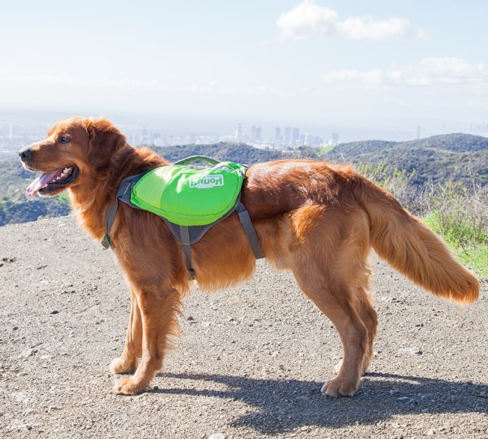 Best Dog Backpacks for Hiking – Golden Retriever wearing a backpack