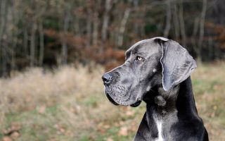 Labrador Shedding: Causes, Symptoms, and Solutions