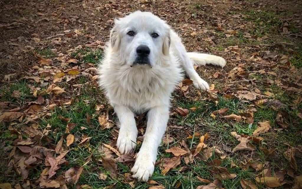 should you shave great pyrenees