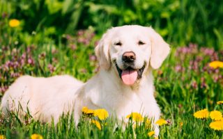 How Big Will labrador Get? FAQs About Labrador Growth