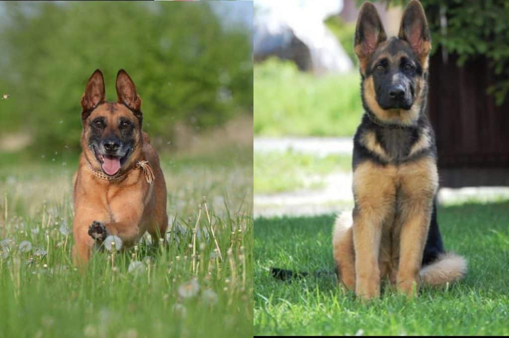 How Can I Tell If My Belgian Malinois Is Purebred? (Solved!) | Puplore