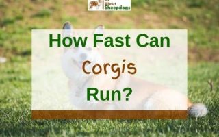 How Fast Can Corgis Run? (Solved!)