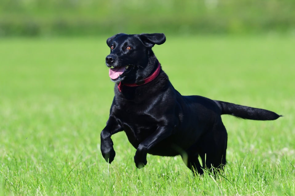 How Fast Can a Labrador Run and Tips to Prepare Them for ...