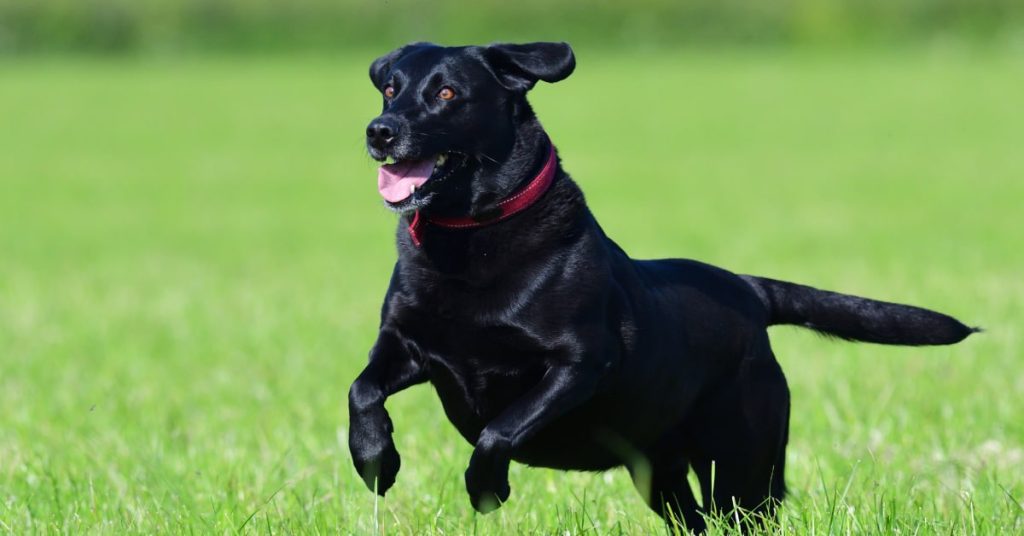 How Fast Can a Labrador Run and Tips to Prepare Them for Running