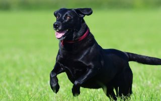 How Fast Can a Labrador Run and Tips to Prepare Them for Running