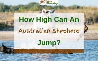 How High Can An Australian Shepherd Jump? (Solved!)