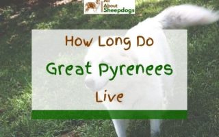 How Long do Great Pyrenees Live? (Great Pyrenees Lifespan)