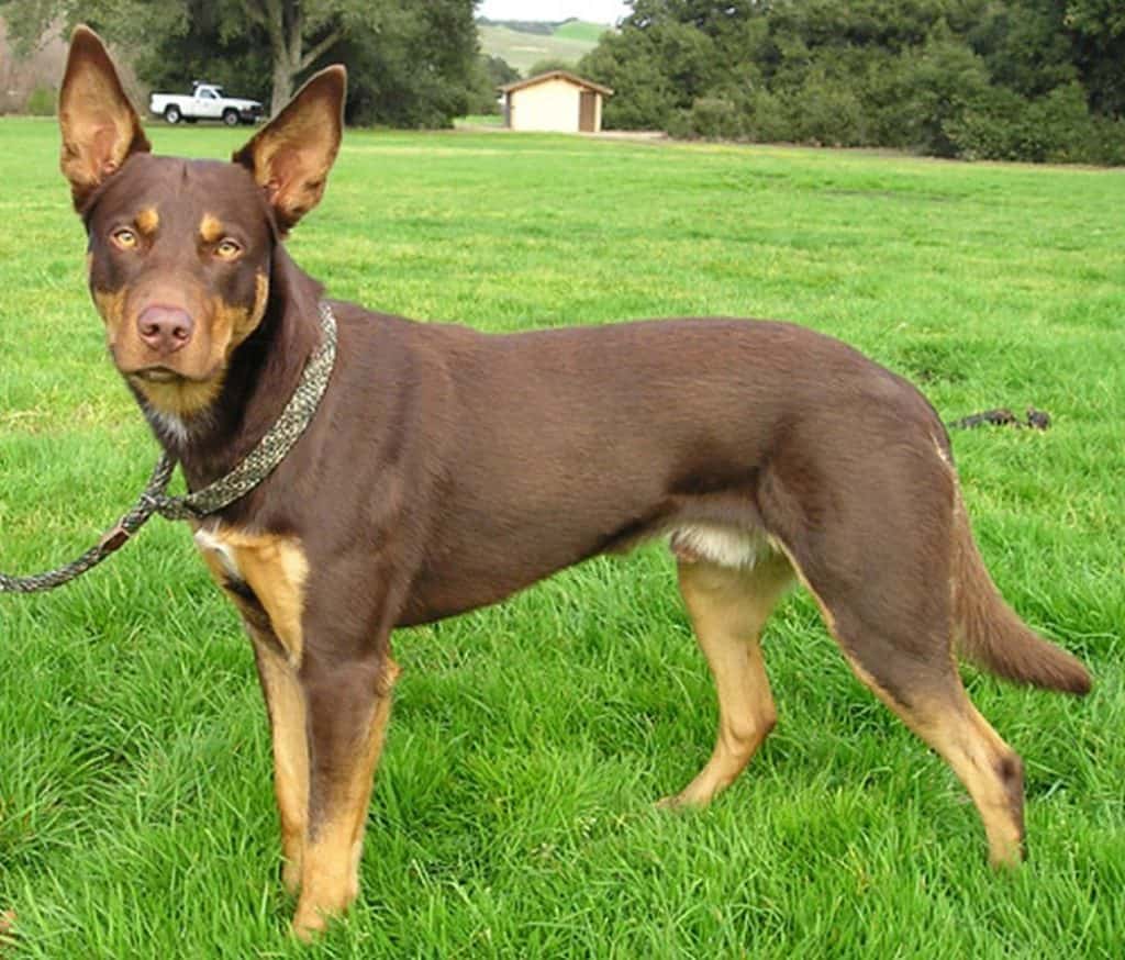 How Long Do Kelpies Live? (Kelpie Lifespan) Puplore