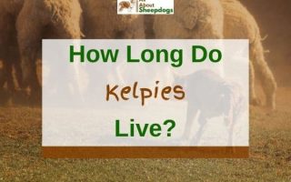 How Long Do Kelpies Live? (Kelpie Lifespan)