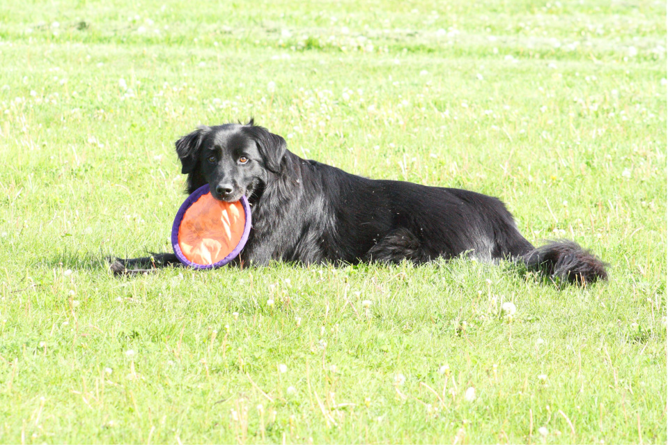 How Long Do Labrador Retrievers Live on Average? Lab Lifespan
