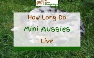 How Long Do Mini Aussies Live? (Mini Australian Shepherd Lifespan)