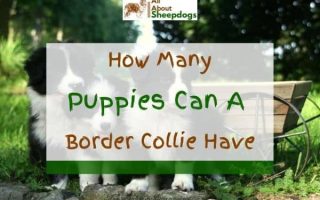 How Many Puppies Can a Border Collie Have? (Solved!)