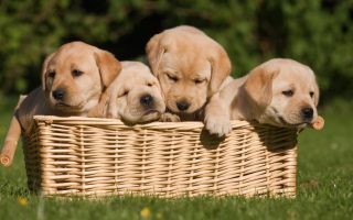 How Much Attention Your Lab Puppies Need – Puppy Care Tips
