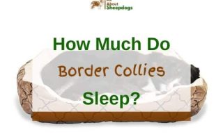 How Much Do Border Collies Sleep? (Solved!)
