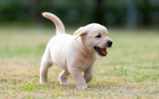 How Much Exercise Does a Labrador Puppy Need Daily?