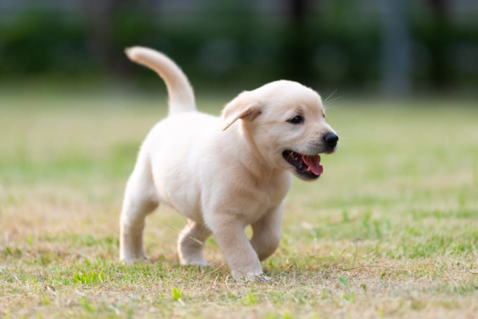 how much exercise does a labrador retriever need everyday