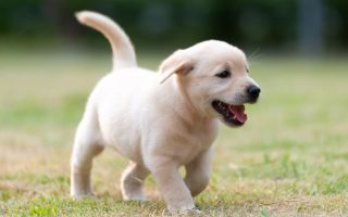 Puppy Care Tips: How to Raise a Lab Puppy if You’re a Beginner