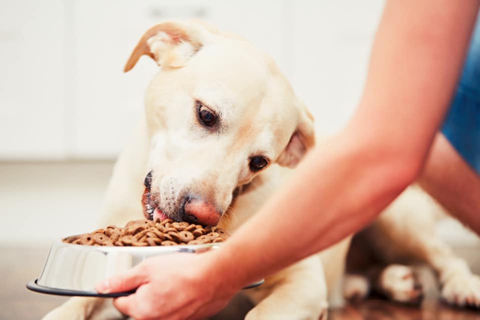 How Much to Feed a Labrador Basic Guide Puplore