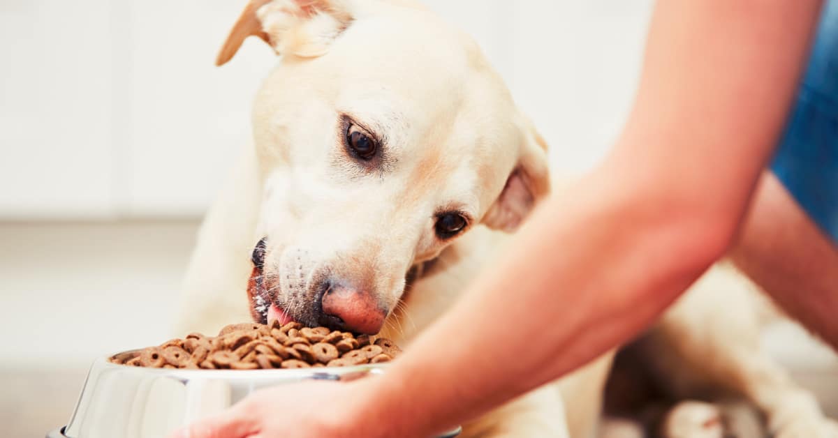 how much food to feed a labrador retriever