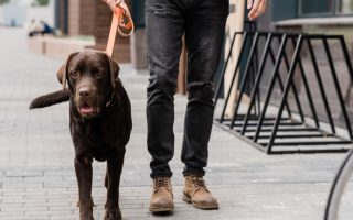 How Often Should I Walk a Labrador? – A Quick Guide