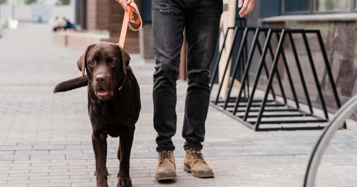 how often should you walk a labrador puppy
